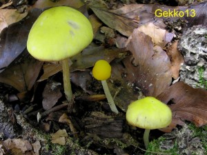 Pluteus luteovirens.JPG