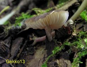Pluteus_podospileus2.JPG