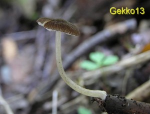Pluteus_podospileus3.JPG