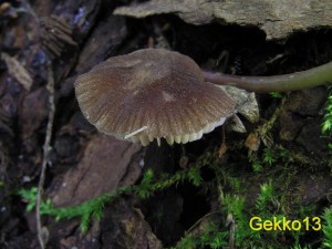 Pluteus_podospileus.JPG