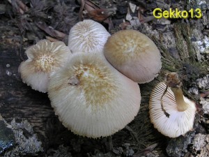 Pluteus_semibulbosus2.JPG