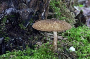 Pluteus umbrosus.jpg