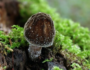 Pluteus umbrosus.jpg