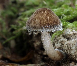 Pluteus umbrosus.jpg