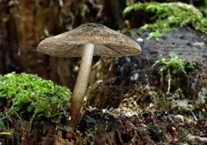 Pluteus umbrosus (2).jpg