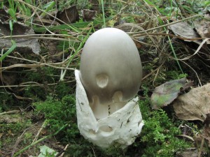 Povatka velkopochv-Amanita magnivolvata.jpg