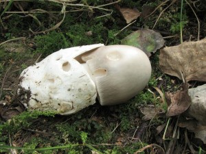 Povatka velkopochv 1-Amanita magnivolvata 1.jpg