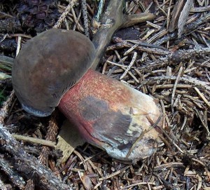 pod tborem 2.jpg