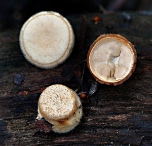 Pohrovka obecn - Crucibulum crucibuliformis (1).jpg