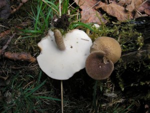 Pol.ciliatus.JPG