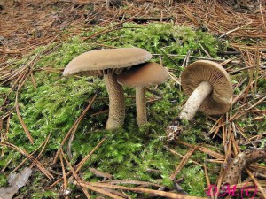 polnika pevn -Agrocybe firma.jpg