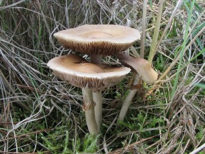 polnika ran-Agrocybe praecox.JPG