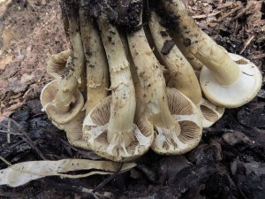 polnika ran-Agrocybe praecox 1.jpg