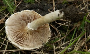 Polnicka01.jpg