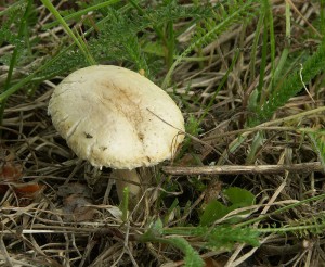 Polnicka02.jpg