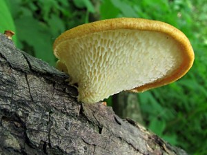 polyp1.jpg