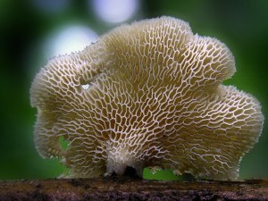 polyporus3.jpg