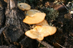 Polyporus_arcularius_1.jpg