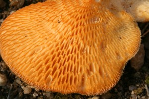 Polyporus_arcularius_2.jpg