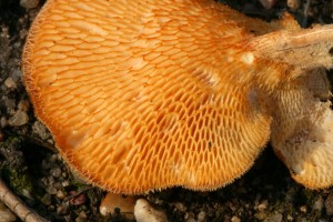 Polyporus_arcularius_3.jpg