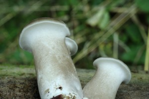 Polyporus_badius3.jpg