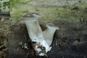 Polyporus_badius.jpg