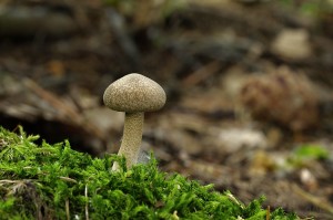 Polyporus_ciliatus2.jpg
