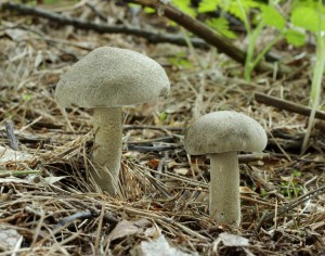 Polyporus ciliatus.jpg