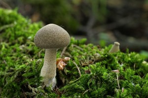 Polyporus_ciliatus.jpg