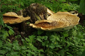 Polyporus_squamosus2.jpg
