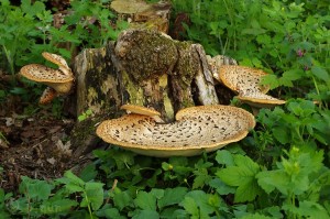 Polyporus_squamosus2.jpg