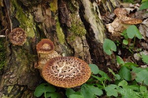 Polyporus_squamosus2.jpg