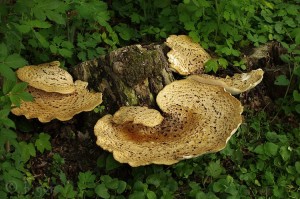 Polyporus_squamosus3.jpg