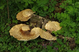 Polyporus_squamosus4.jpg