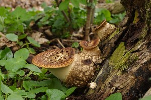 Polyporus_squamosus.jpg