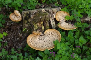 Polyporus_squamosus.jpg