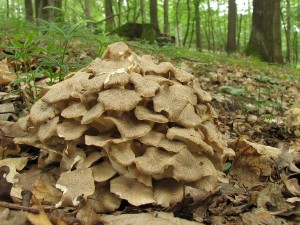 Polyporus umbellatus.jpg