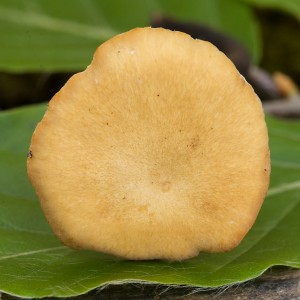 PolyporusVarius02.jpg