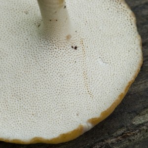 PolyporusVarius03.jpg