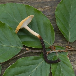 PolyporusVariusNummulariusPenizkova01.jpg