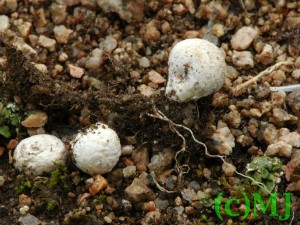 Pranatka konkat - Gastrosporium simplex3.jpg