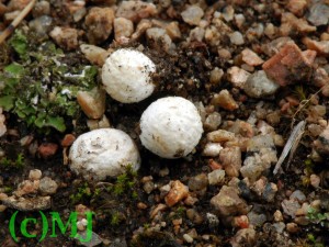 Pranatka konkat - Gastrosporium simplex4.jpg