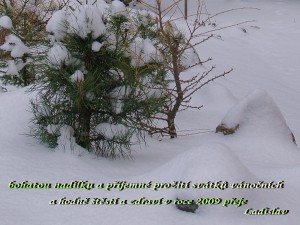 prani 1.jpg