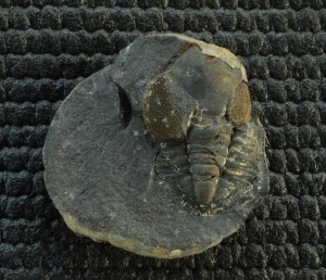 Pricyclopyge longicephala.jpg