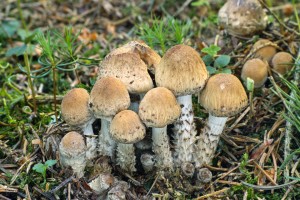 Psathyrella caput-medusae 2017-06-13 JS.jpg