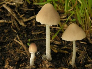 Psathyrella marcescibilis.jpg-DSCN5224b.jpg