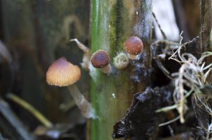 Psathyrella_typhae5.jpg