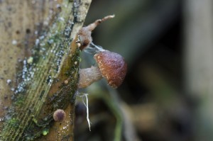 Psathyrella_typhae6.jpg