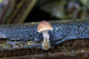 Psathyrella_typhae7.jpg