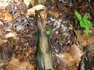 Psedocr.undulatus.JPG